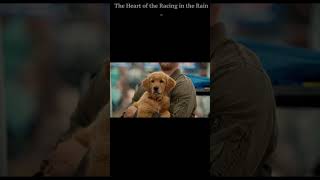Top 10 Best Dog Movies You Must Watch part2! #shorts #dog #movie