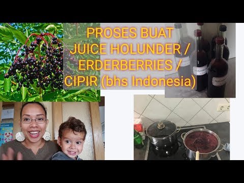 SUAMI BULE JERMAN BUAT JUS BUAH CIPIR (HOLUNDERSAFT) HASIL PANEN DARI HUTAN