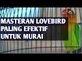 MASTERAN LOVEBIRD (COPYRIGHT SATWA TV)