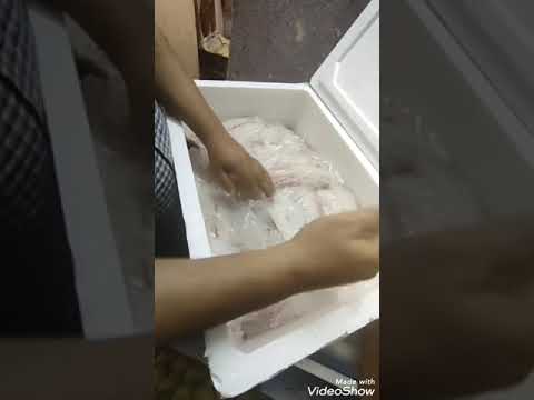 فيليه بكار الفريش فيليه البحر الاحمر