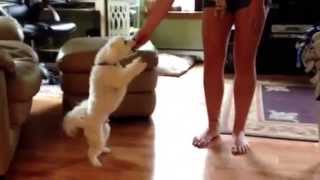 Dancing Dog Entertains