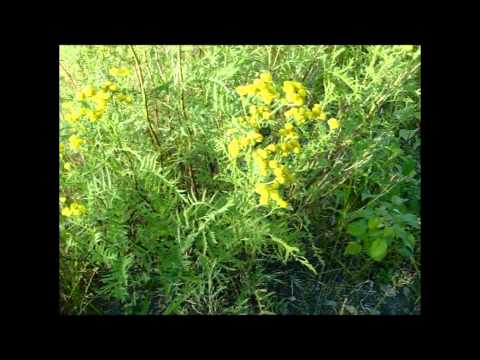 Video: Tansy, Multifaceted, Tshuaj, Edible