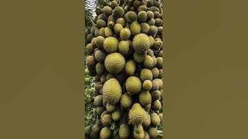 Grafting durian tree #garden #shorts