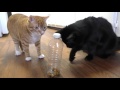 5 Life Hacks Fur Cat Owners