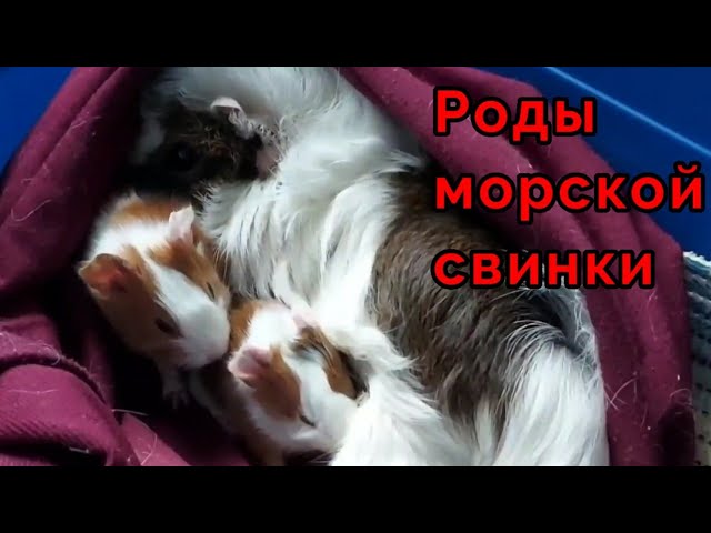 Роды морской свинки🐹🎉