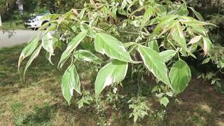 Acer negundo 'Variegatum' javor jasanolistý