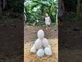 Survival Skills: SMART idea and USEFUL with Egg in Forest #bushcraft #camping #outdoors #survival