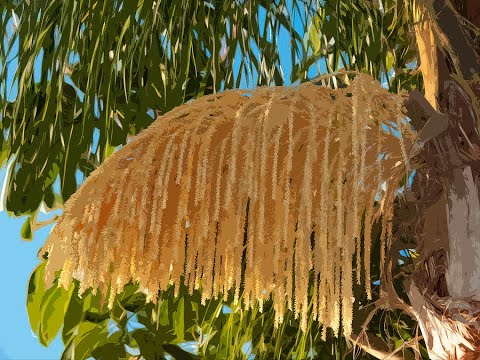 Video: How The Palm Tree Blooms