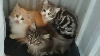 Street kittens into rescue