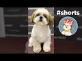 Shih tzu grooming  groomerok shorts