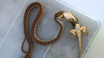 Gopher snake eating fence lizard part 2