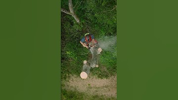 Birds eye view. Ash Dieback Removals #arborist #treework #chainsaw #treeremoval