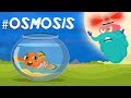 What is osmosis  the dr binocs show  best learnings for kids  peekaboo kidz