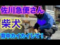 【柴犬】佐川急便さん!背中カイカイして!