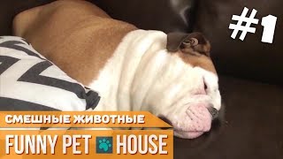 СМЕШНЫЕ ЖИВОТНЫЕ И ПИТОМЦЫ #1 СЕНТЯБРЬ 2018 [Funny Pet House] Смешные животные