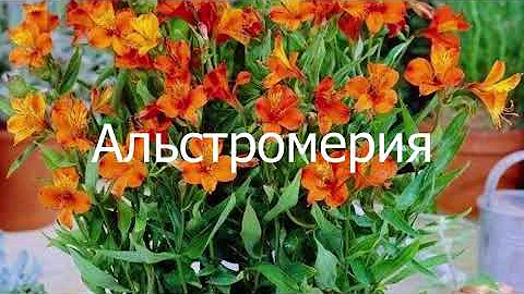 Альстромерия. Обзор посадочного материала.