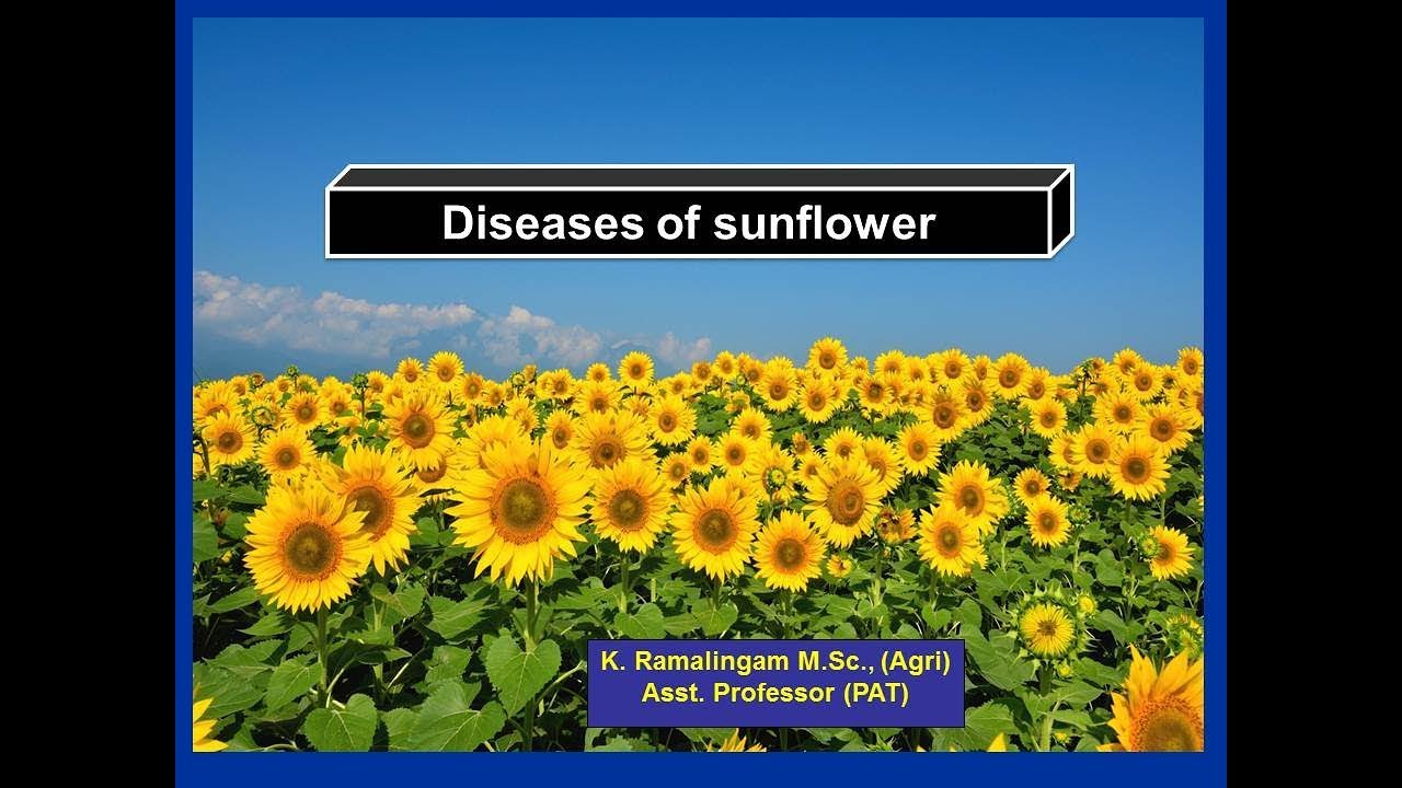 diseases-of-sunflower-youtube