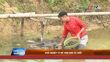 Khởi nghiệp từ mô hình  nuôi ốc nhồi | PTTH Thanh Hóa
