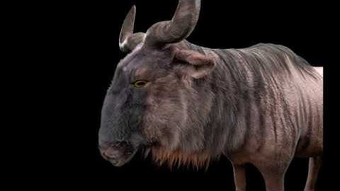 Wildebeest animal 3d model