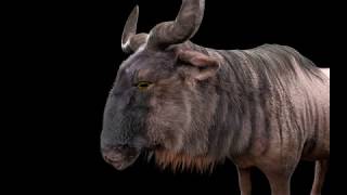 Wildebeest animal 3d model