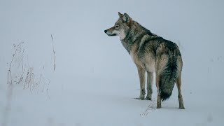 Волк отомстил, но сделал это без единой капли крови...