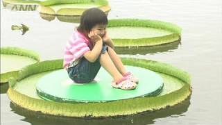 オオオニバスの葉の上でゆらゆらと・・・富山の植物園（11/08/21）