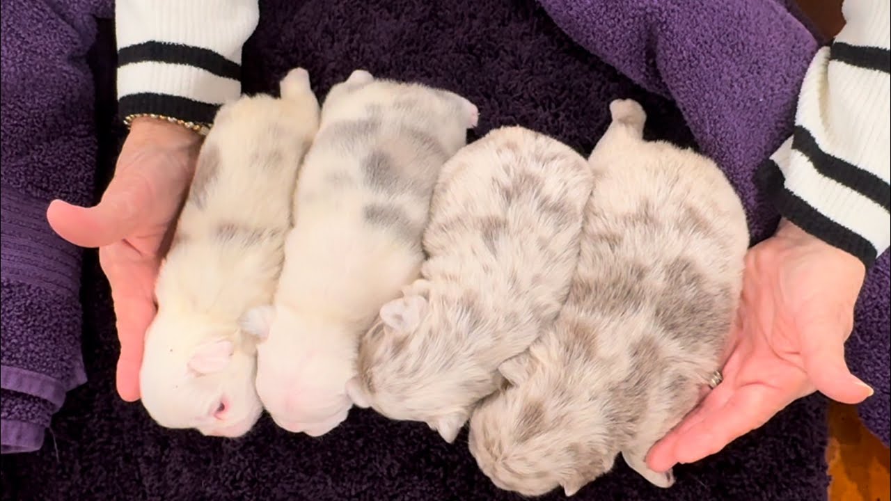 Husky Koi fluffy pink new shade puppies