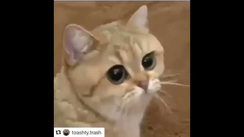 When the catnip kicks in