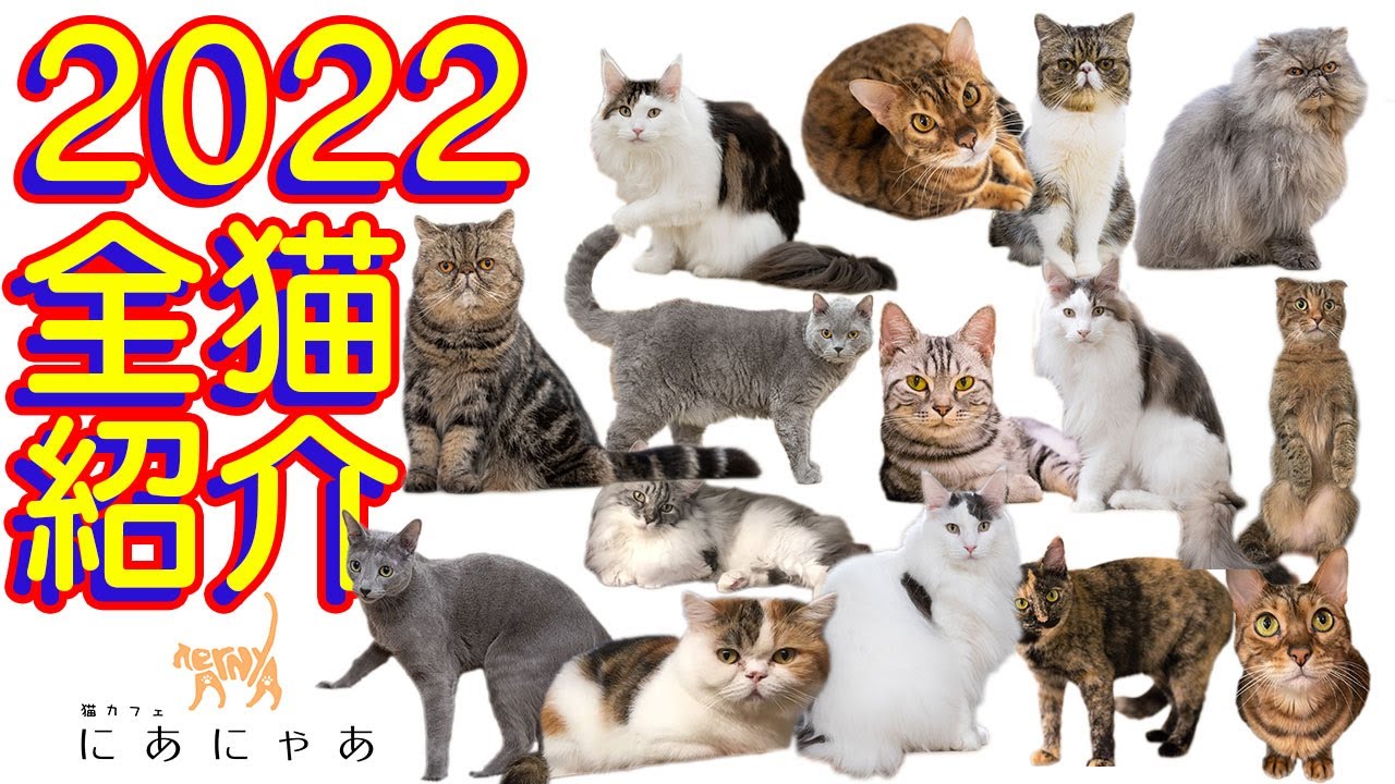 ☆透かしクマさんが綺麗Cafe猫ちゃんチャーム☆A 全猫ちゃん一挙紹介2022！猫カフェにあにゃあ本店 - YouTube