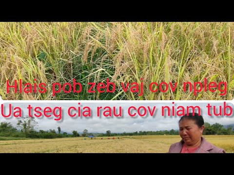 Video: Cov Nplej Tsis Zoo