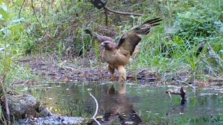 Red-Tailed Hawk Takes A Bath In The ANF