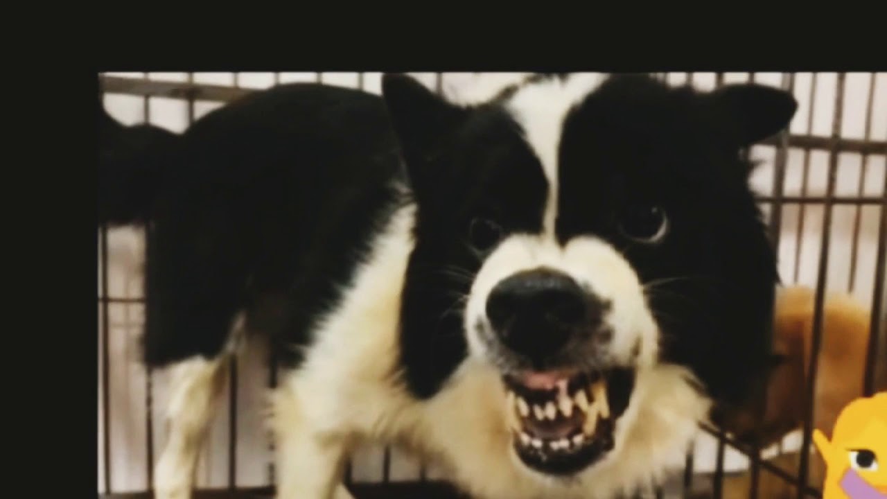 凶暴犬不限品種 Youtube 凶暴犬不限品種 Youtube