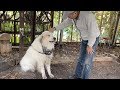 逃亡して怒られたアラン Great Pyrenees グレートピレニーズ