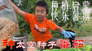 【渔耕笔记】盆栽太空种子番茄 快乐暑期 种植启蒙