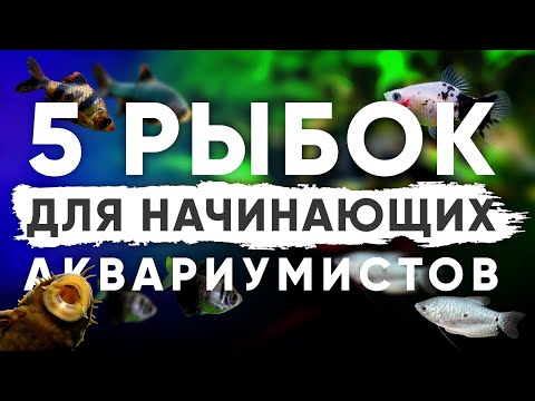 Топ-5 аквариумных рыбок для начинающих аквариумистов