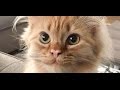 保護施設で”連れて帰って”と大声で猛アピールしてきた子猫！連れて帰ってみると・・・【nekoの部屋】