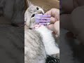 Paw n Tails Cat Collar Tali Kalung Kucing #catcollar #talikucing #kalungkucing #kucing #cat