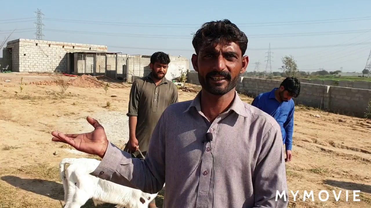 Tassadaq dairy farm Rawalpindi Pakistan YouTube