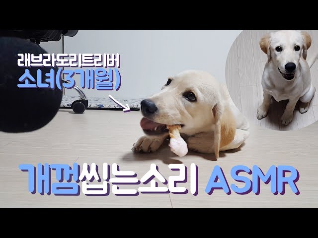 개껌 씹는소리 이팅사운드 _ 밤하느리 반려견 : 소녀(3개월)입니다 ♪ 리얼사운드 이팅 사운드 : 소녀 채널 놀러오세요 ASMR 개껌먹방