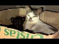 可愛いすぎる子猫 Part 5 || 芸能界ニュース