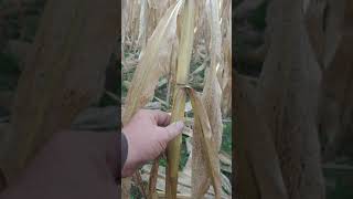 Pinch Test on Corn Stalks