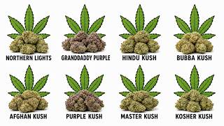 The Indica Strains Nobody Warns You About Explained