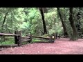 Henry Cowell Redwoods State Park