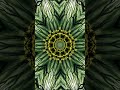 Mystic Canopy Dream 🌿 Nature Trance Experience