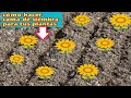 como hacer camas de siembra paso a paso para tu plantas del huerto