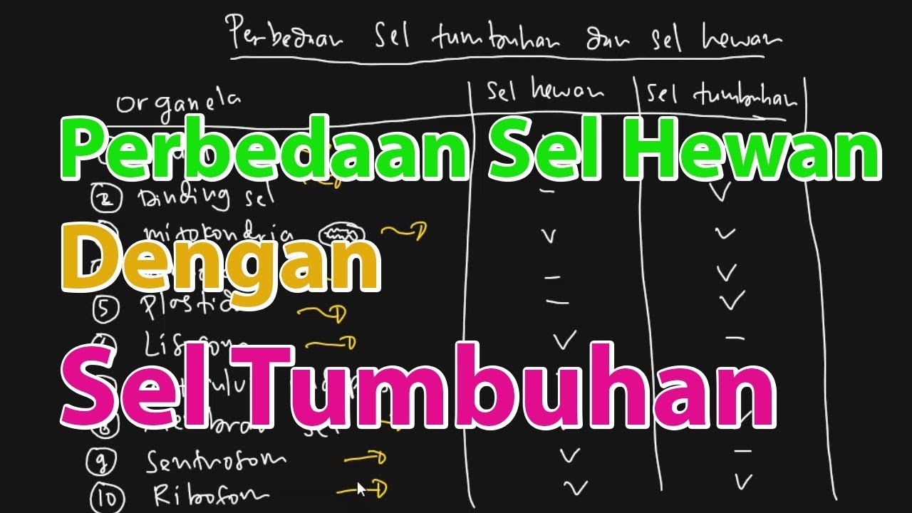 Perbedaan Sel  Hewan  dan Sel  Tumbuhan YouTube