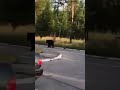 Медведь разгуливал возле роддома в Бурятии