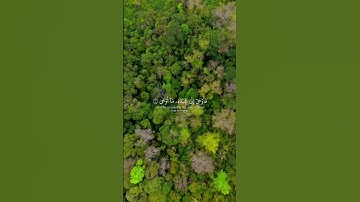 القرآن الكريم #quran#القرآن_الكريم| القارئ ياسر الدوسري| تِلاوة من سورة النجم