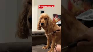 Grooming Session For Pablo