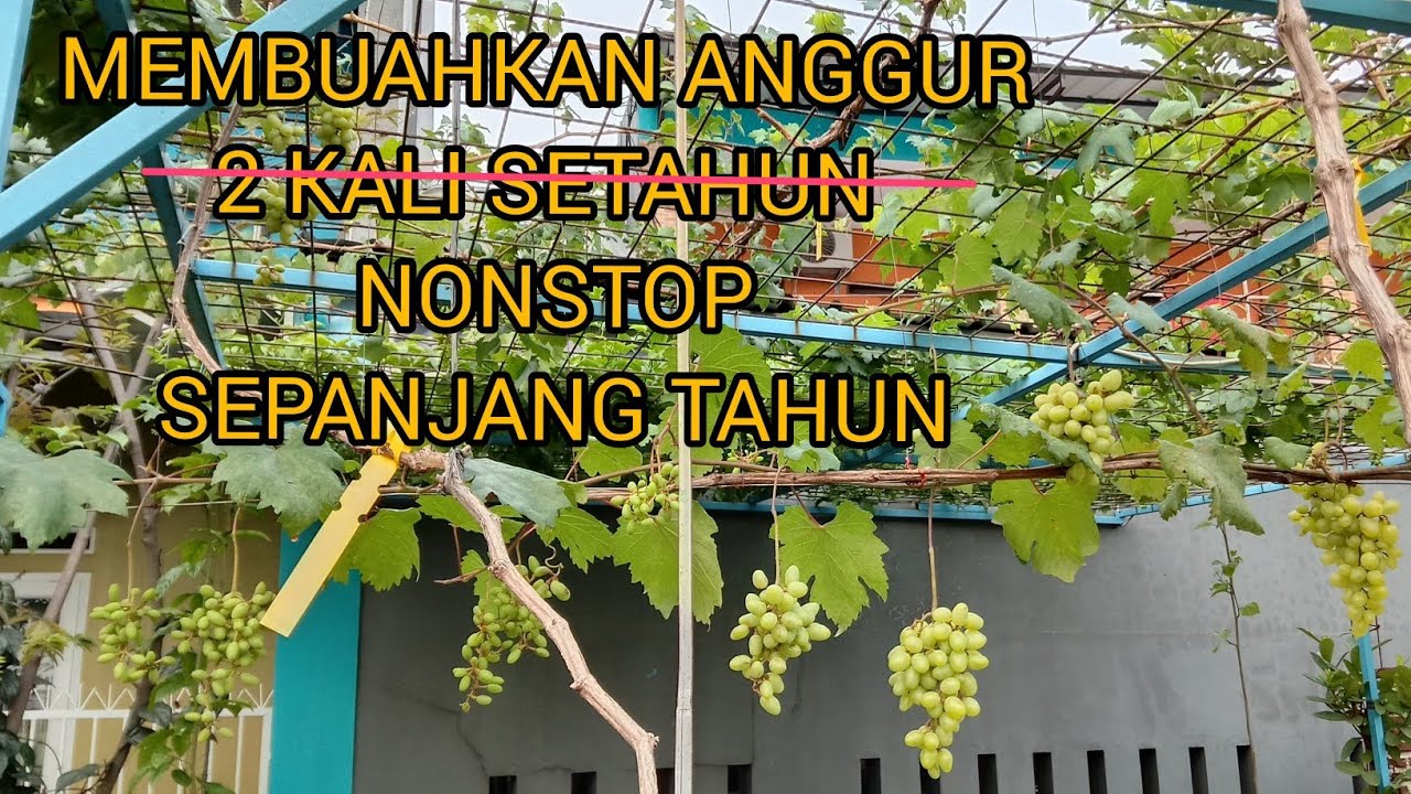 CARA MEMBUAHKAN ANGGUR TERUS MENERUS SISTEM POTES PUCUK LONG SPUR 1 TERSIER BAWA 20 DOMPOL